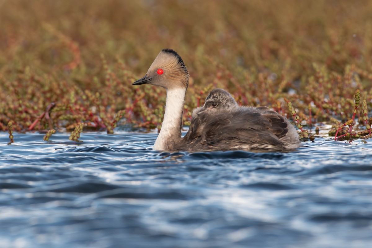Silvery Grebe - ML644195515