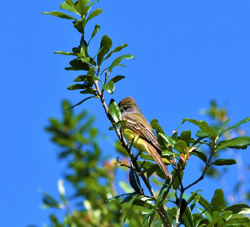 Great Crested Flycatcher - ML644195516