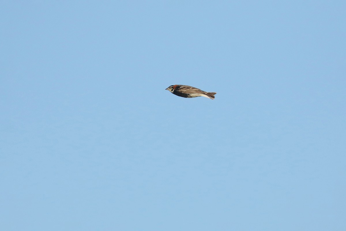 ostružka límcová - ML644195521