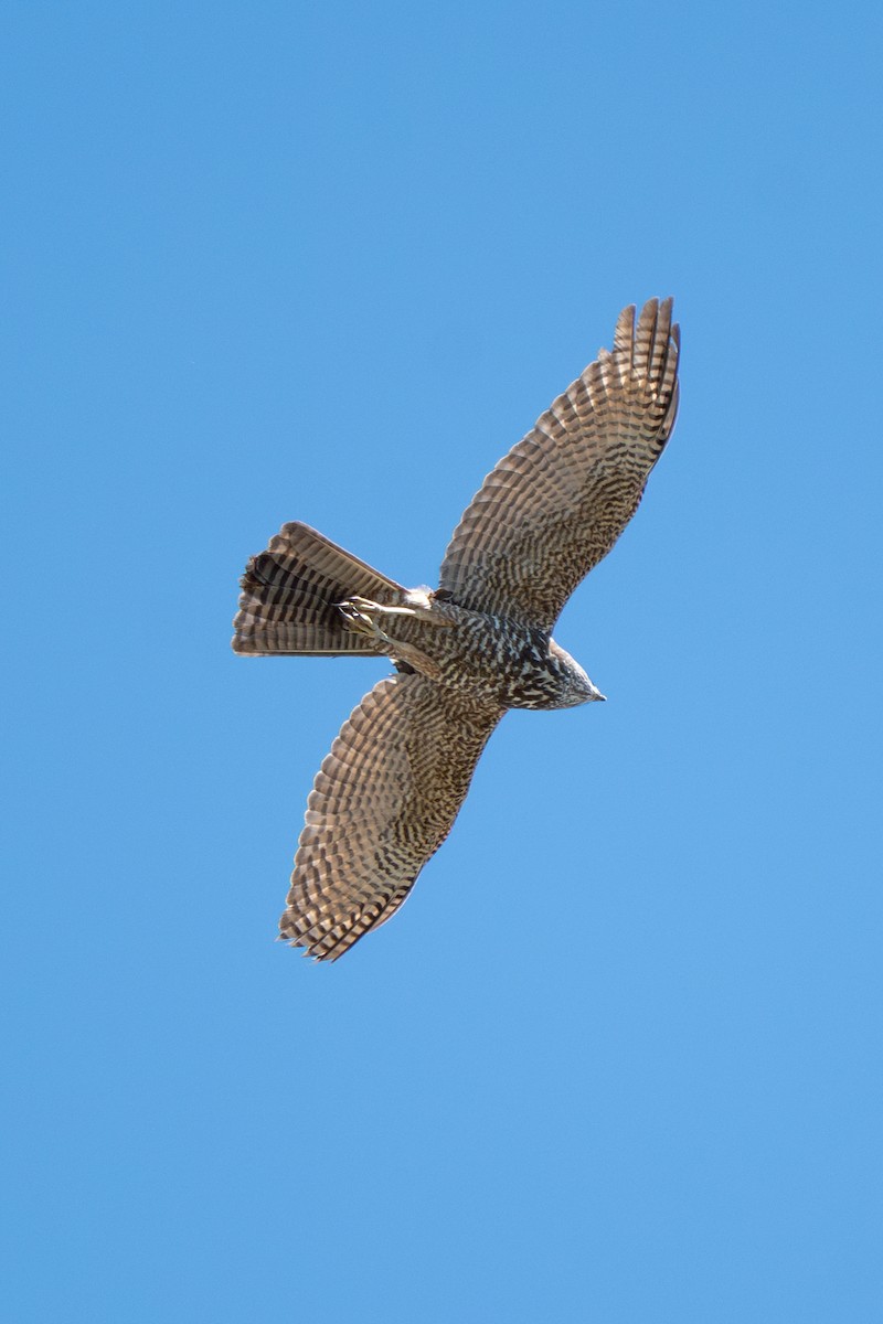 Brown Goshawk - ML644195523