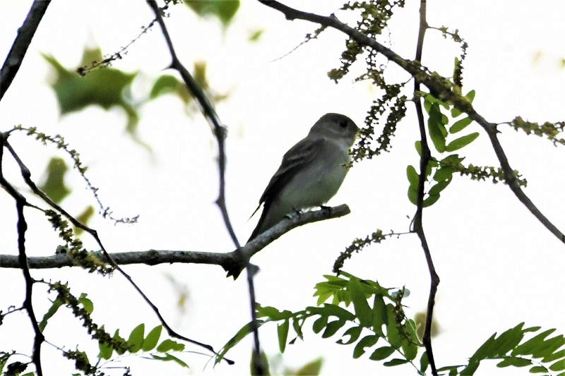 Eastern Wood-Pewee - ML644195524