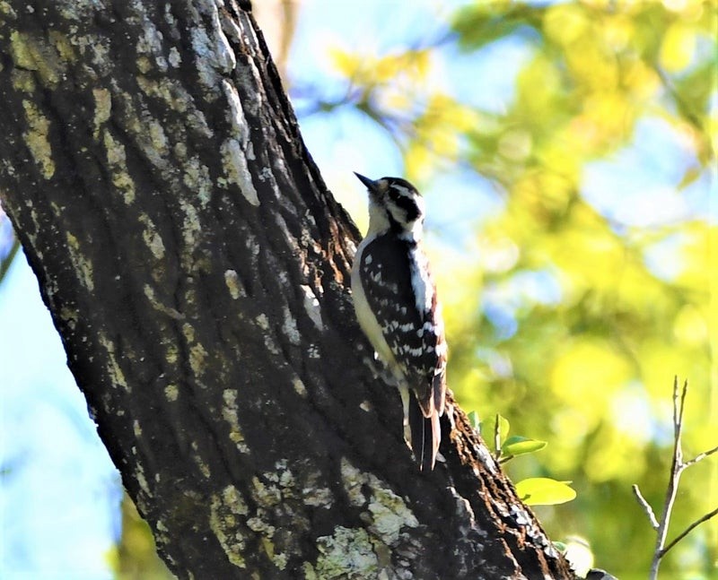 Downy Woodpecker - ML644195529
