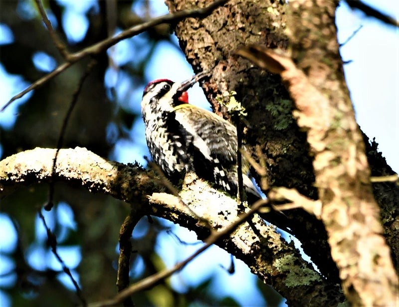 Yellow-bellied Sapsucker - ML644195536