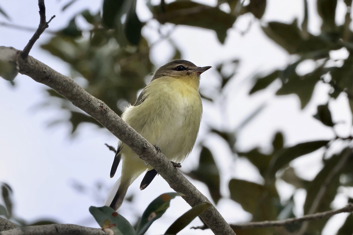 Philadelphia Vireo - ML644195541