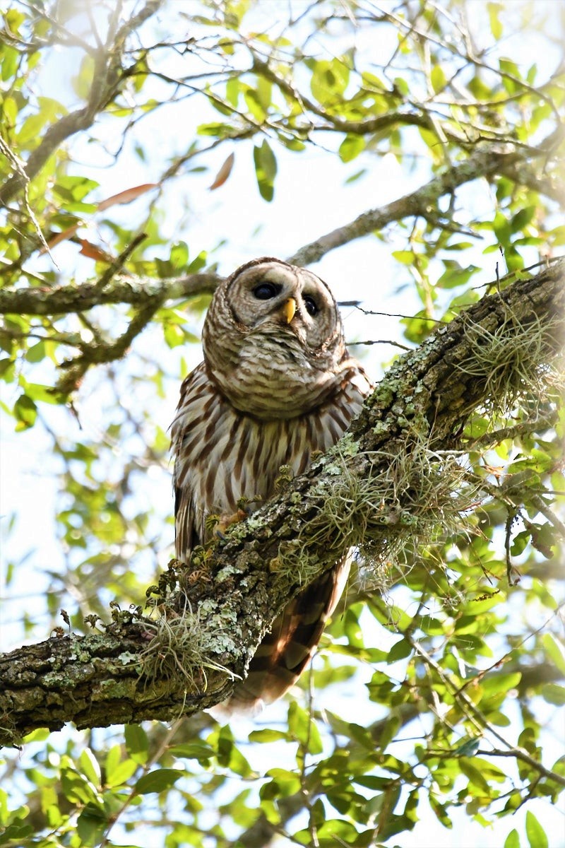 Barred Owl - ML644195542