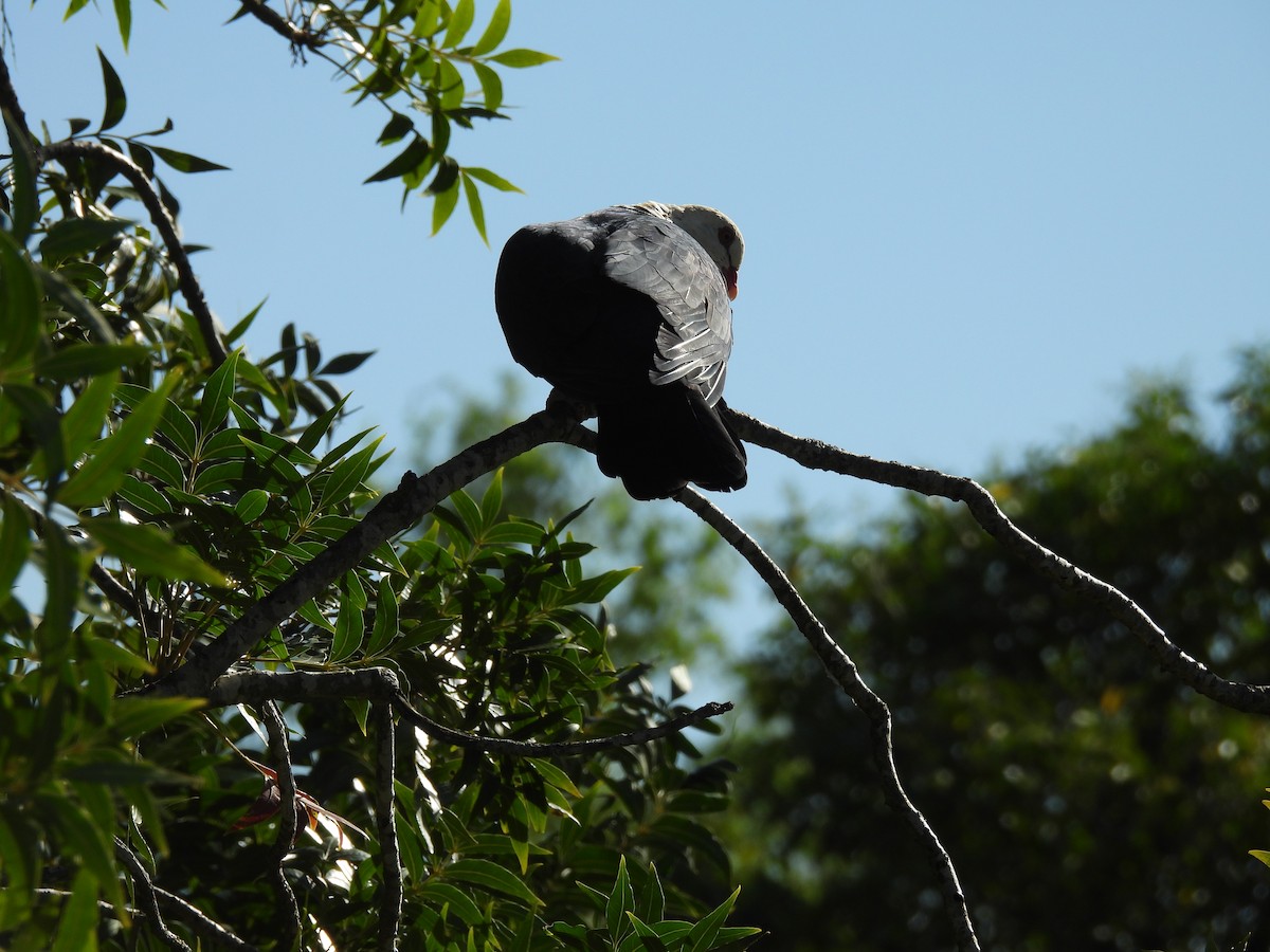 holub běloprsý - ML644195544