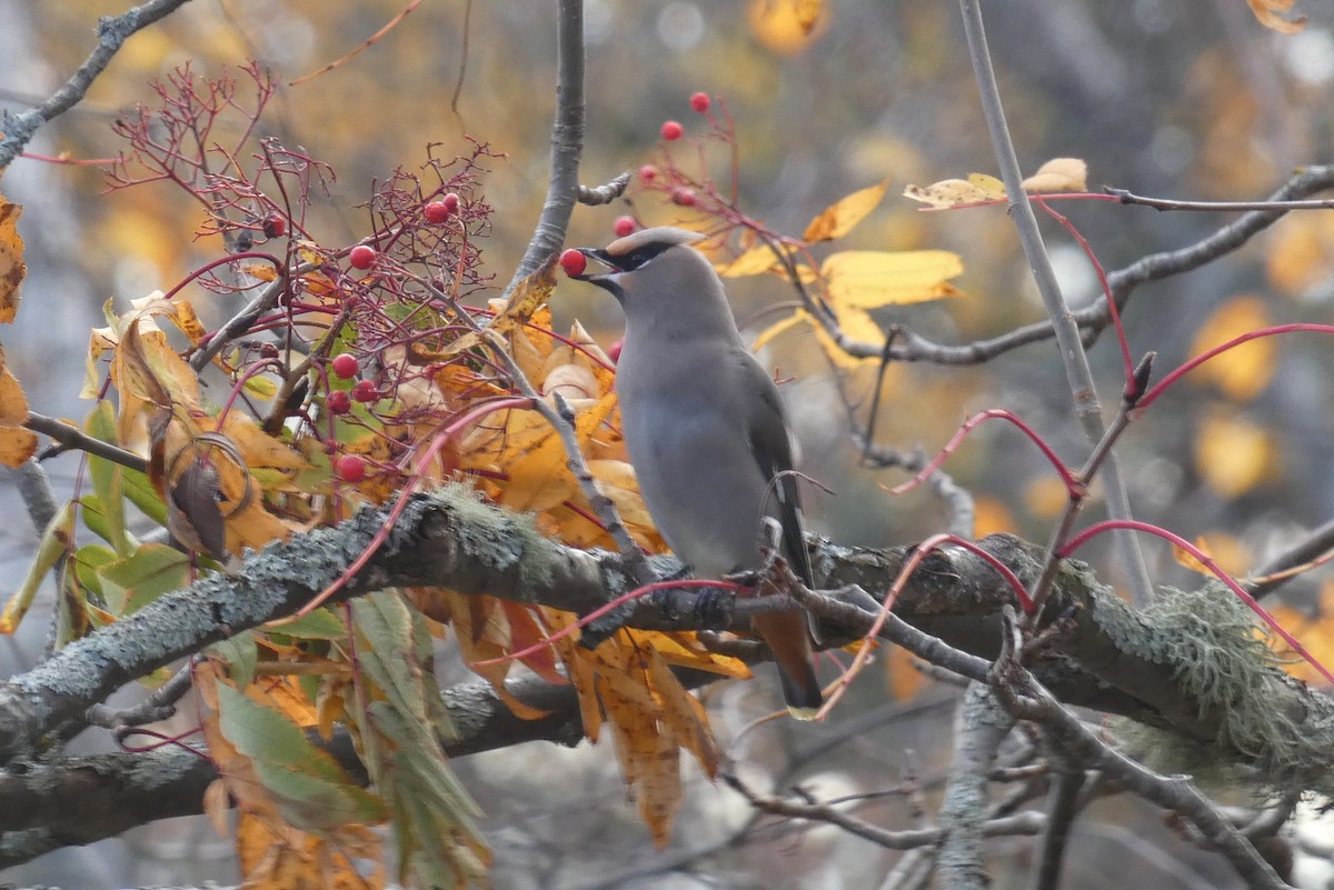 Bohemian Waxwing - ML644195546
