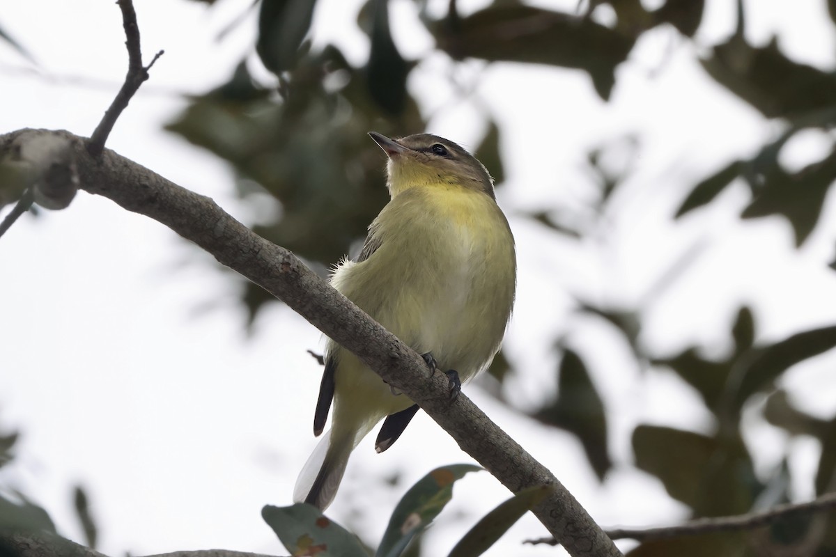Philadelphia Vireo - ML644195548