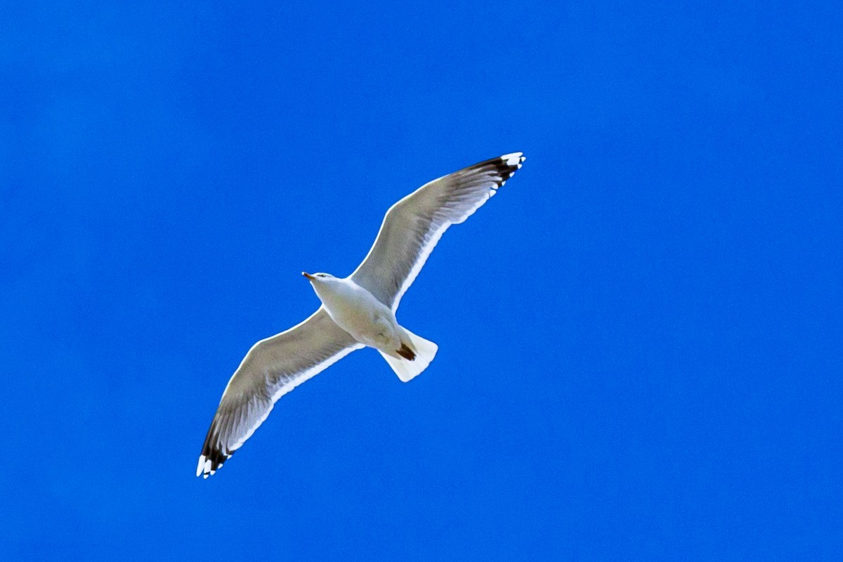 Lesser Black-backed Gull - ML644195566