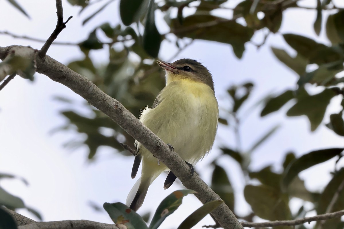 Philadelphia Vireo - ML644195571