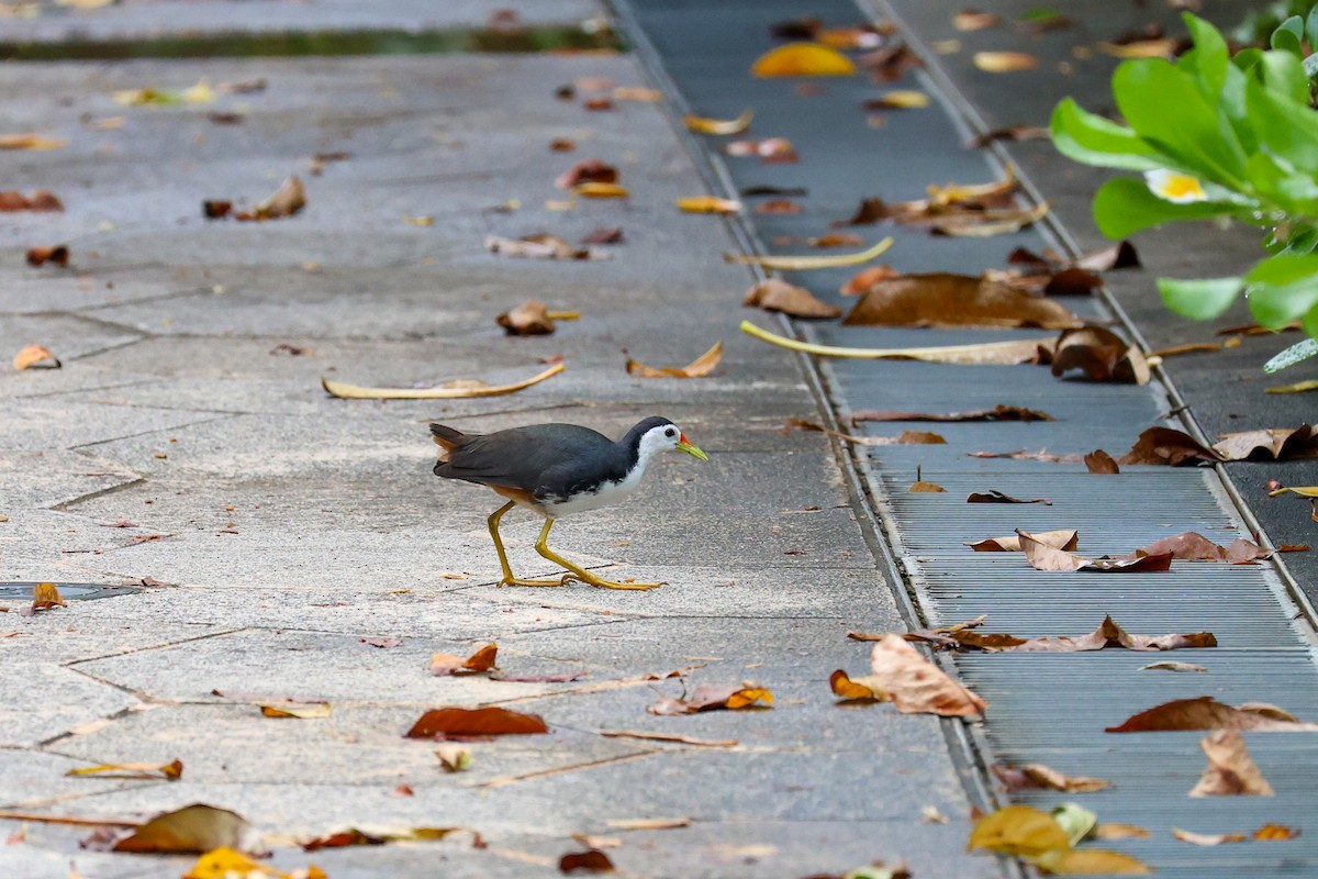 White-breasted Waterhen - ML644195573