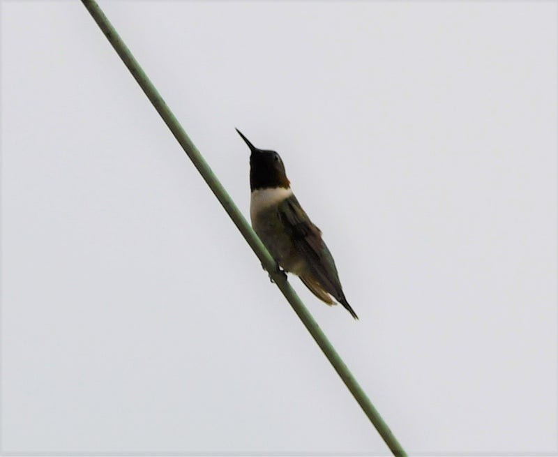 Ruby-throated Hummingbird - ML644195576