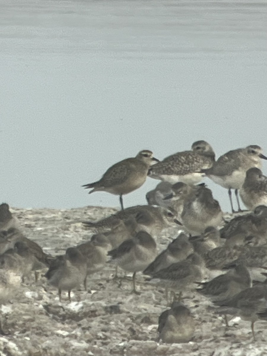 American Golden-Plover - ML644195579