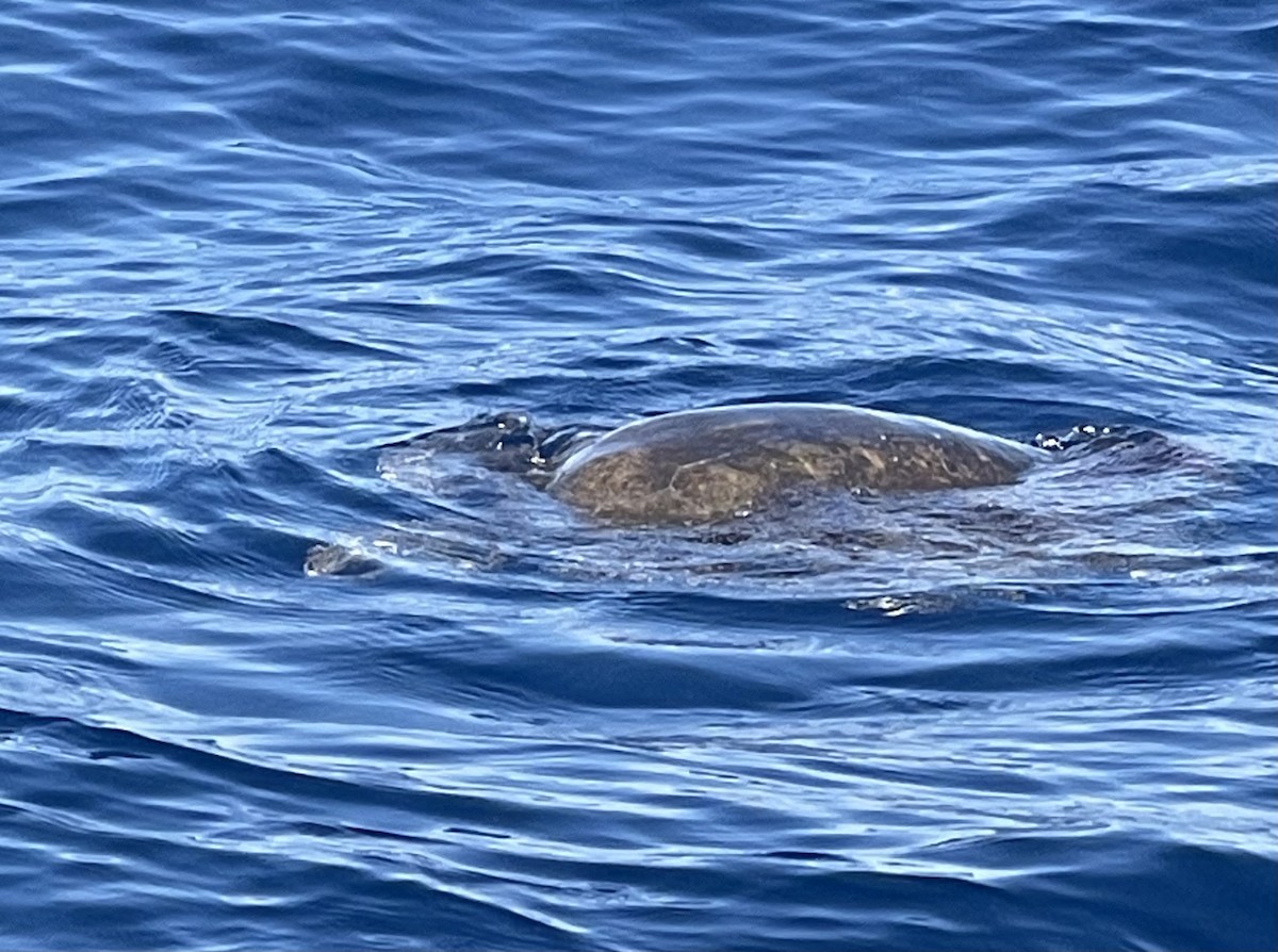 Green Sea Turtle - ML644195592