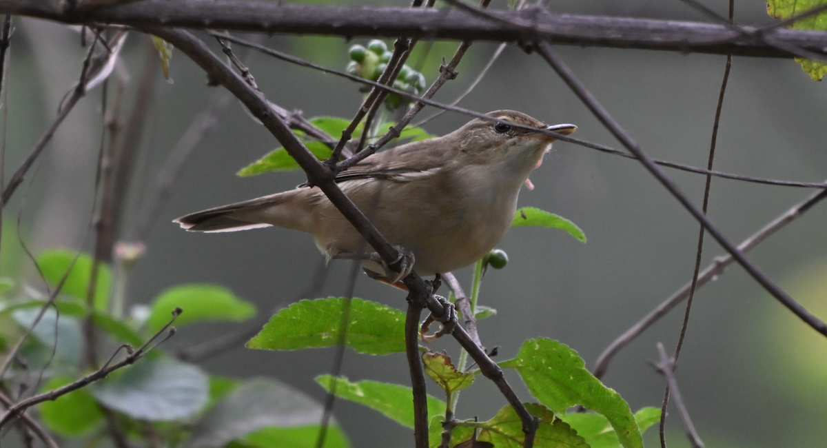 Rousserolle des buissons - ML644195595