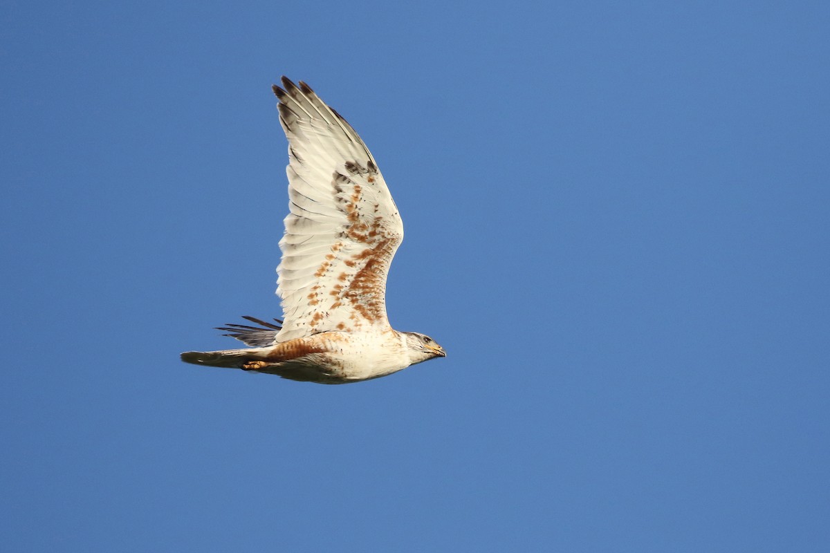 káně královská - ML644195600