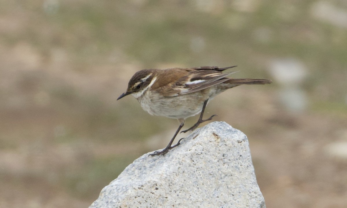 White-winged Cinclodes - ML644195609