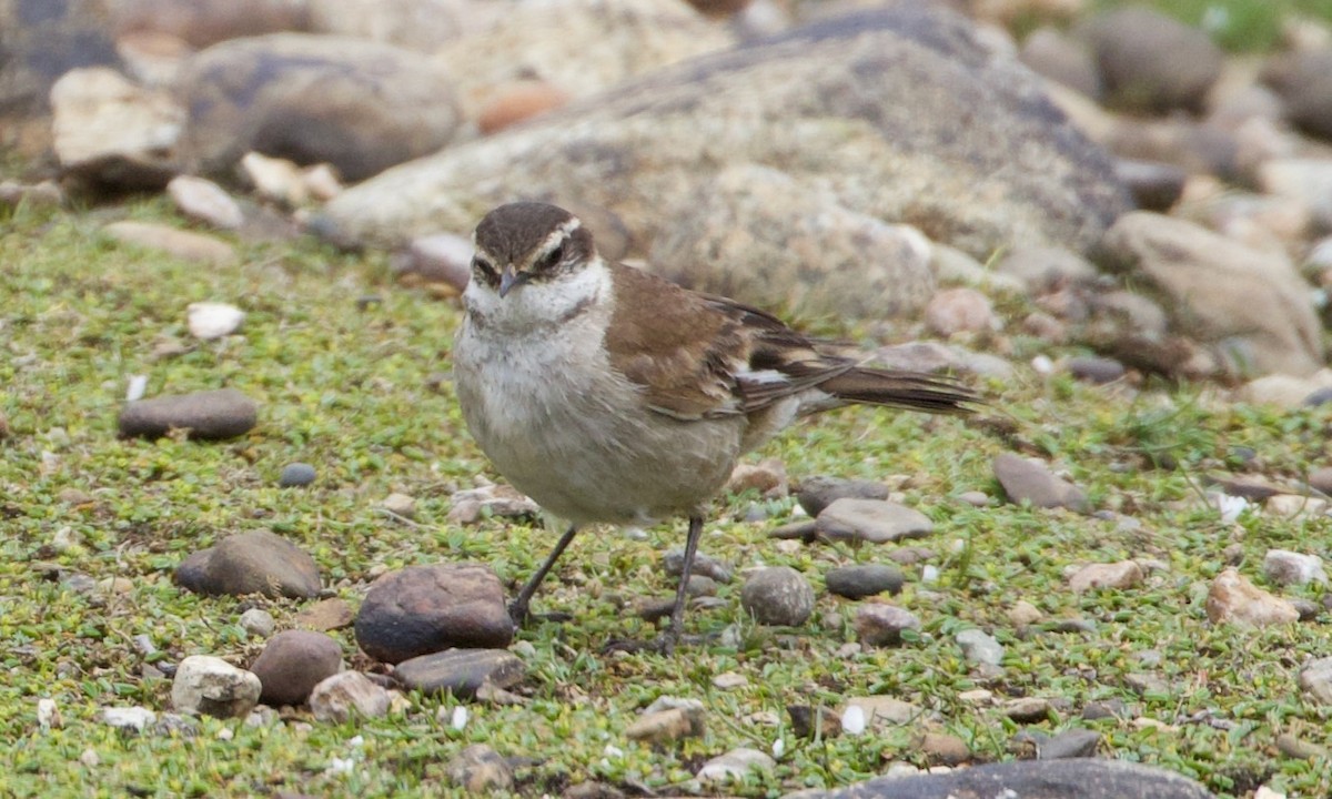 White-winged Cinclodes - ML644195610