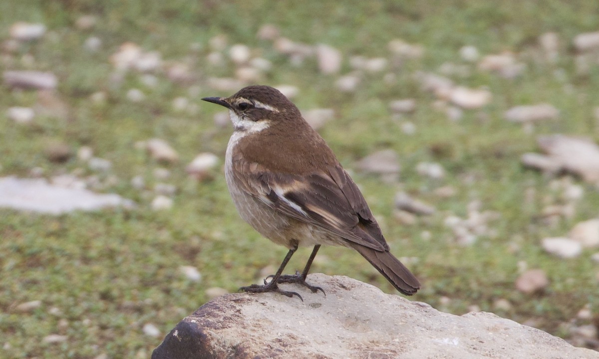 White-winged Cinclodes - ML644195611