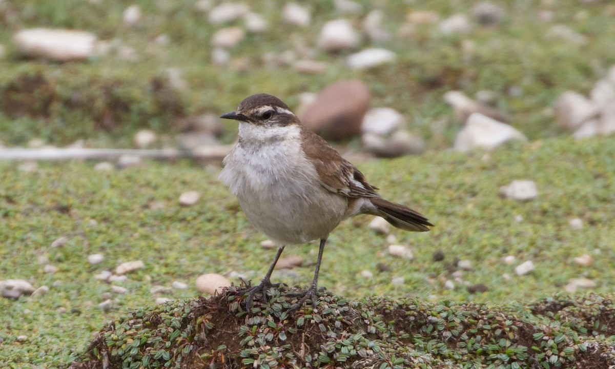White-winged Cinclodes - ML644195612