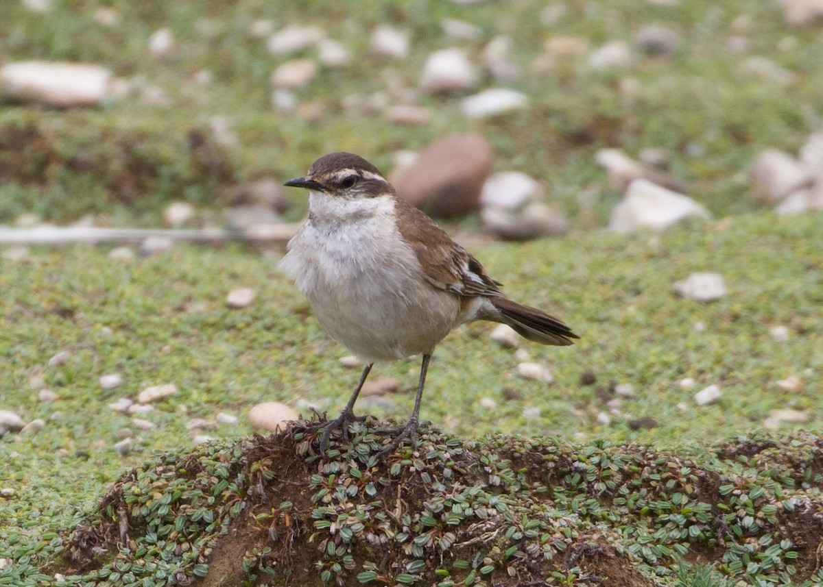 White-winged Cinclodes - ML644195613