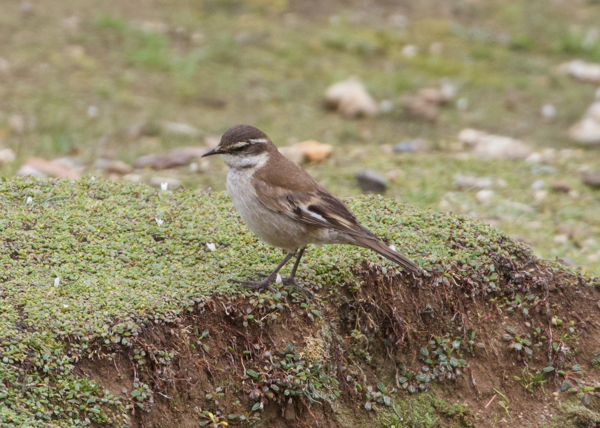 White-winged Cinclodes - ML644195614