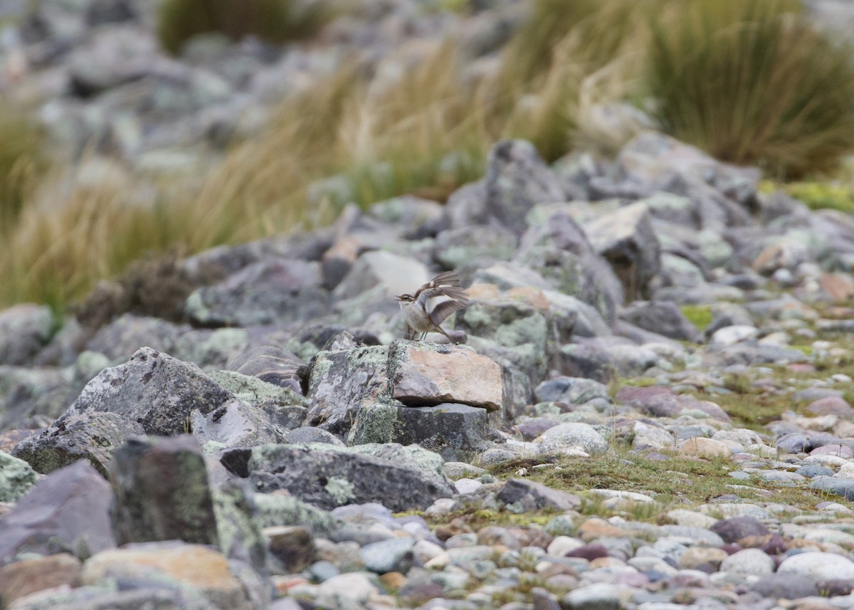 White-winged Cinclodes - ML644195615