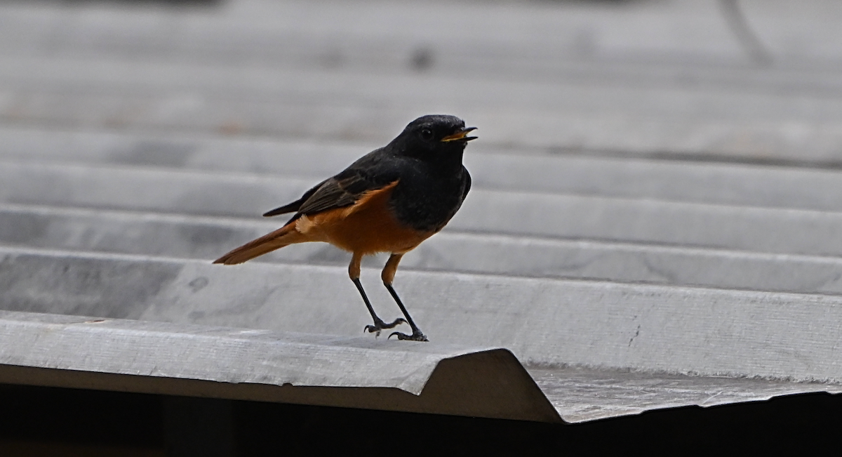 Black Redstart - ML644195624