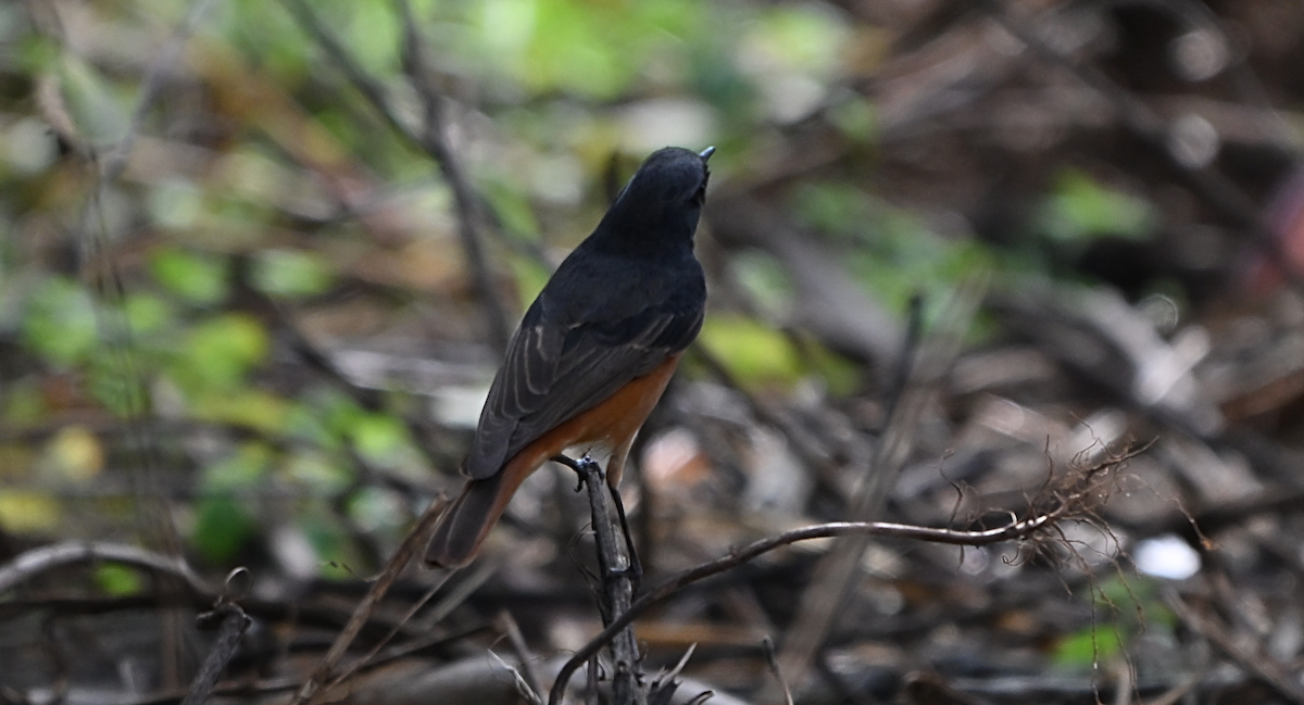 Black Redstart - ML644195625