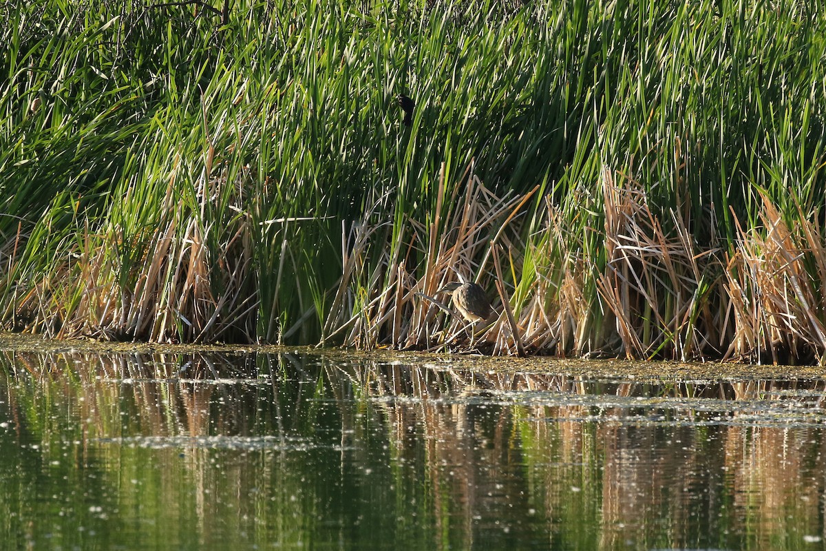 bukač severoamerický - ML644195645