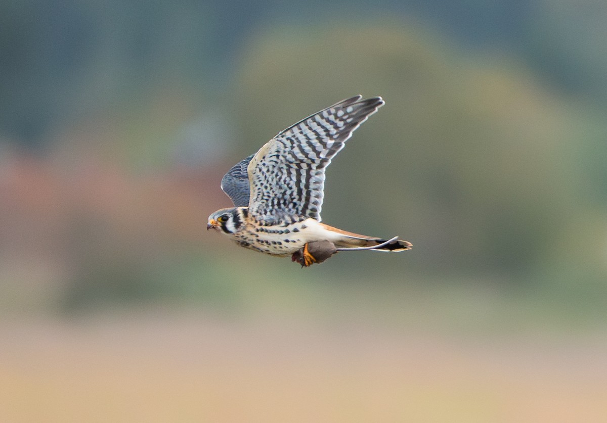 American Kestrel (Northern) - ML644195673