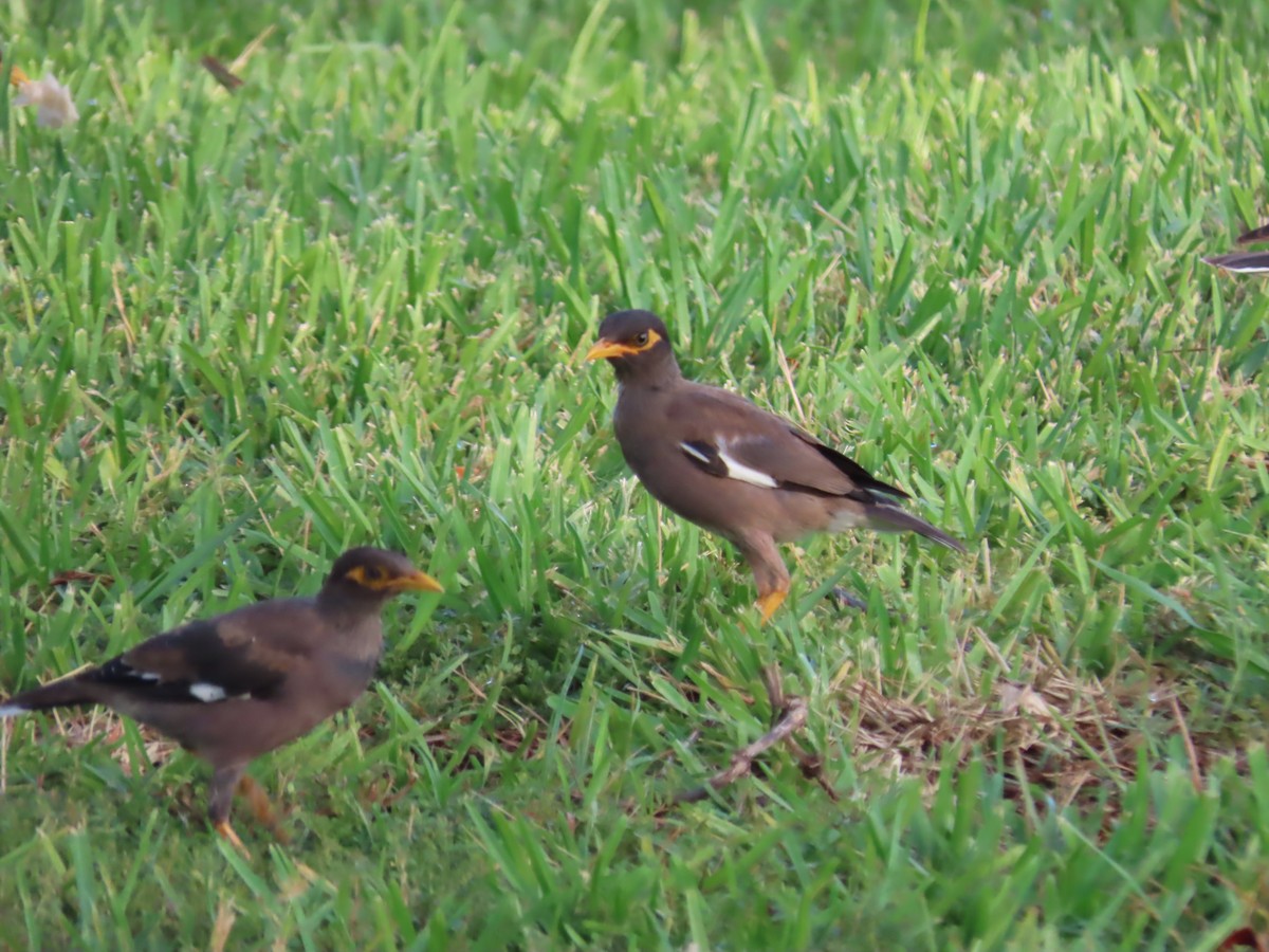 Тольт бор тодол - ML644195691