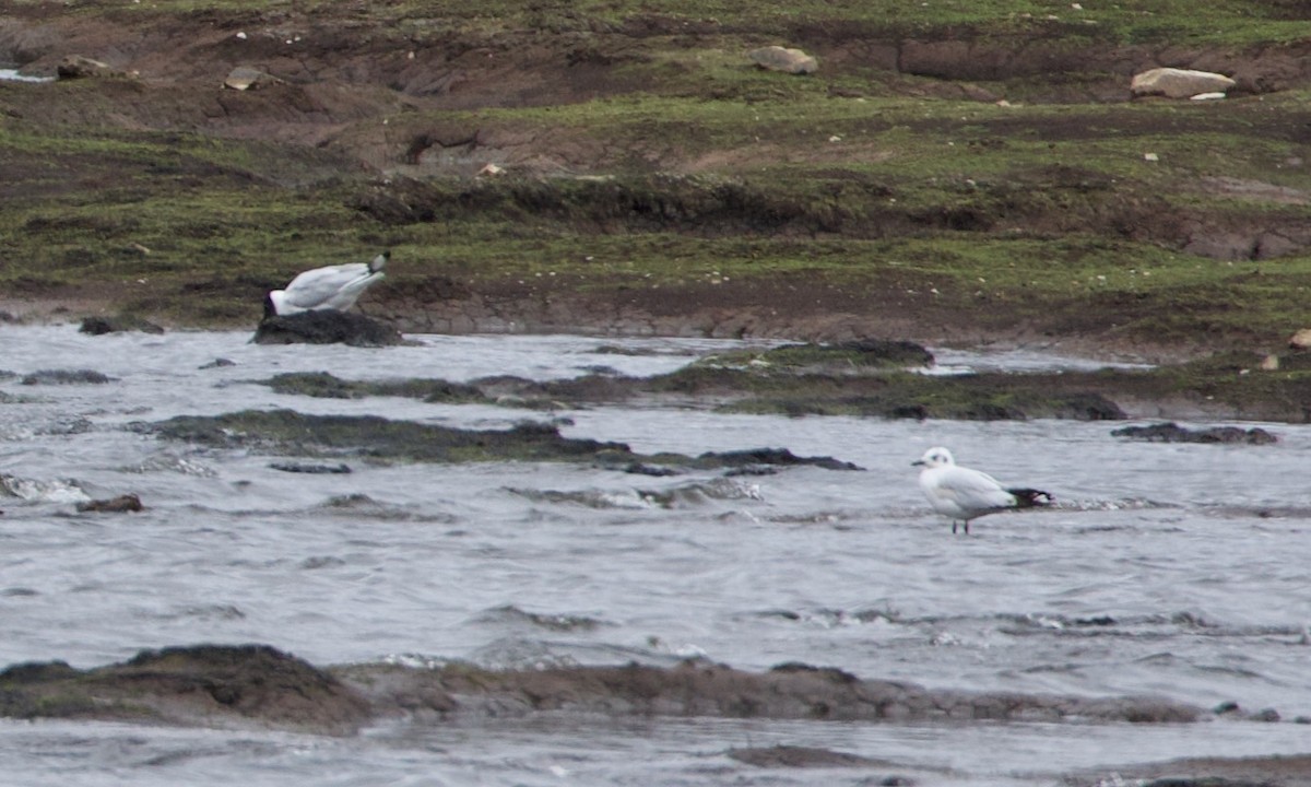 Andean Gull - ML644195695