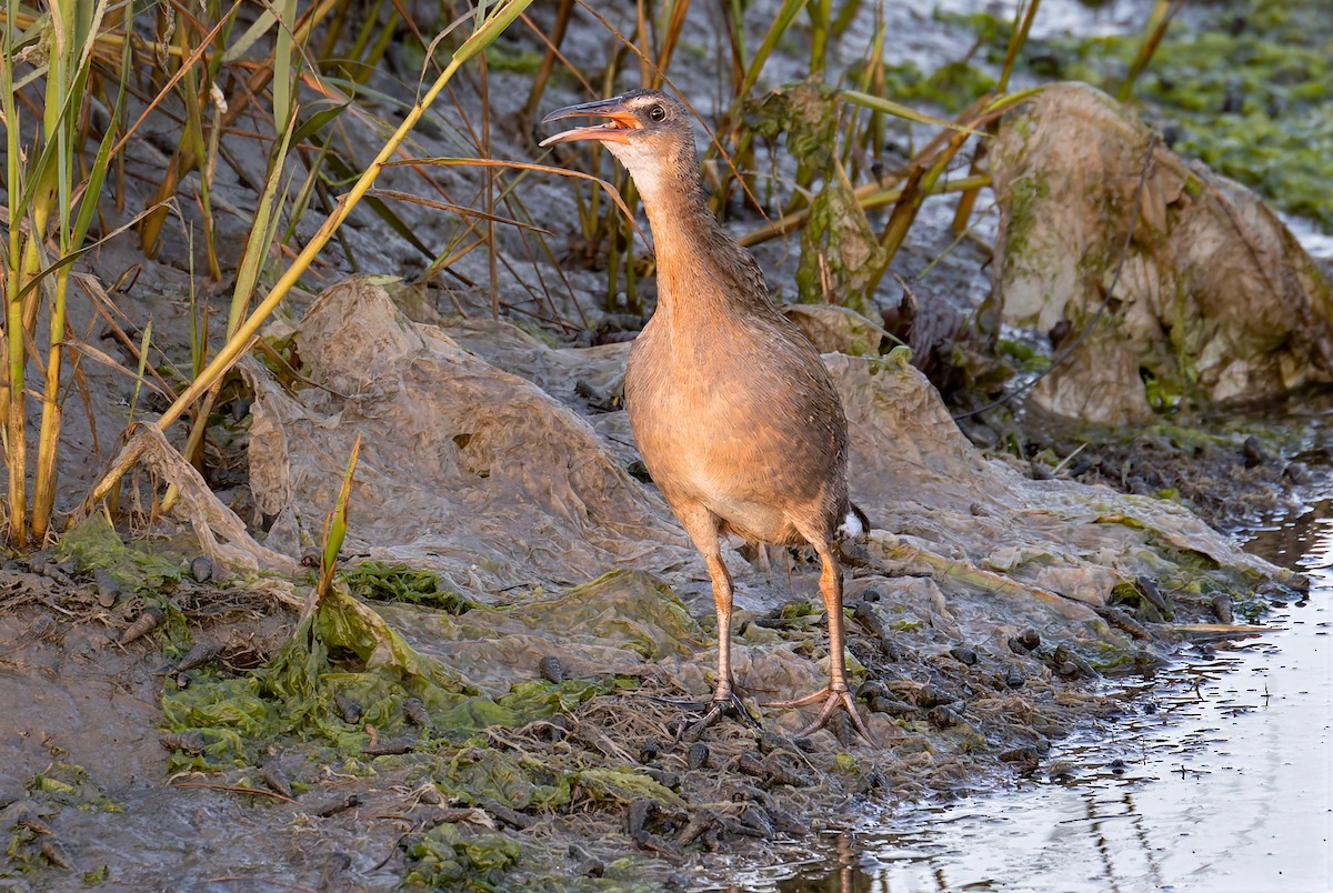 ニシオニクイナ（levipes） - ML644195710