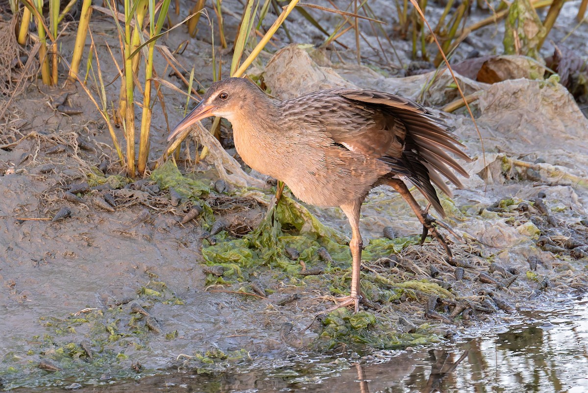 ニシオニクイナ（levipes） - ML644195712