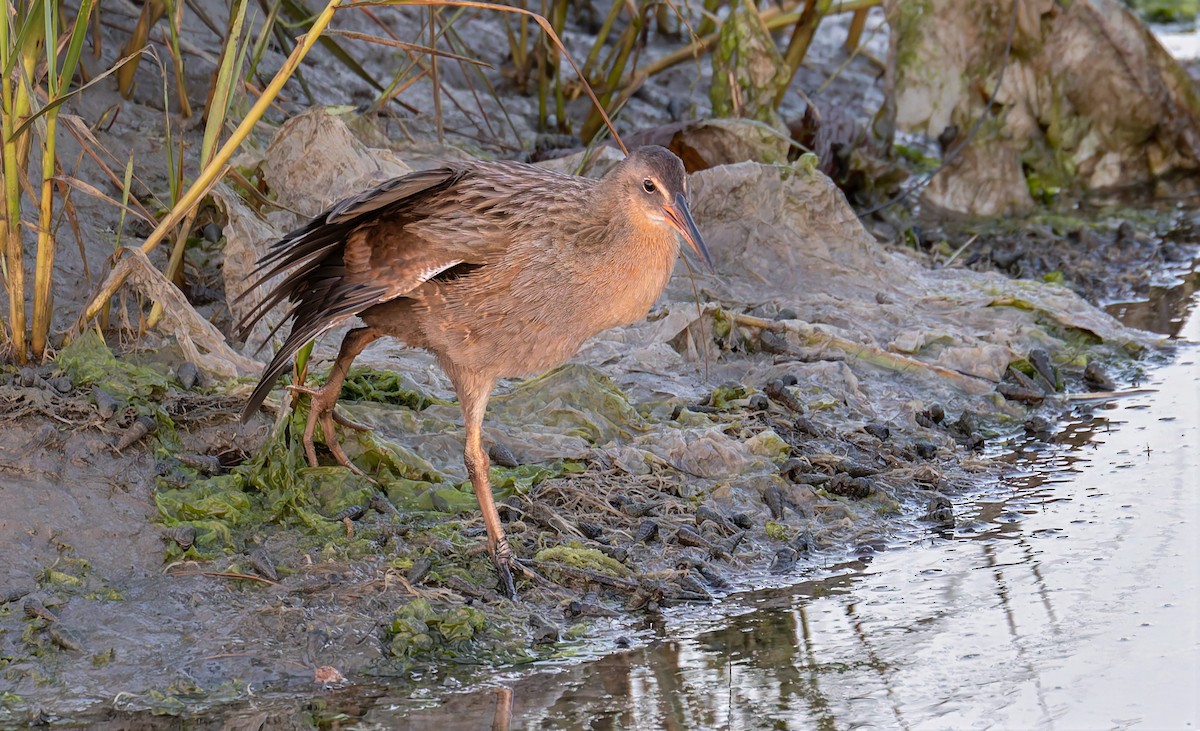 ニシオニクイナ（levipes） - ML644195716