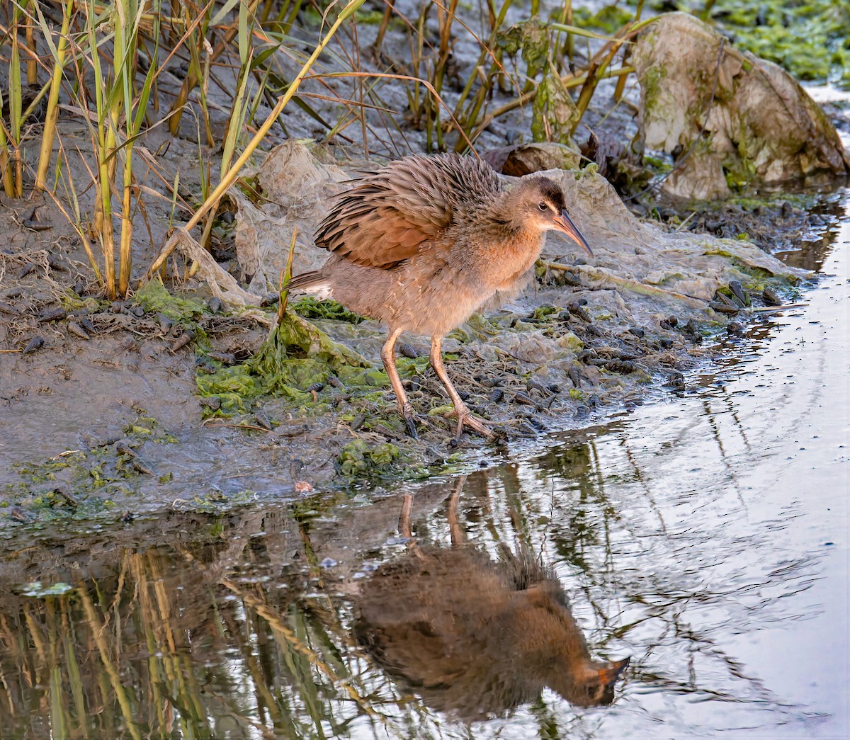 ニシオニクイナ（levipes） - ML644195726