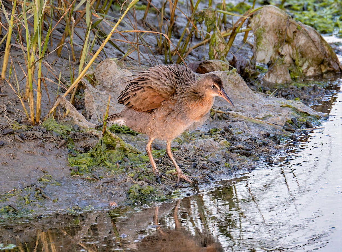 ニシオニクイナ（levipes） - ML644195730