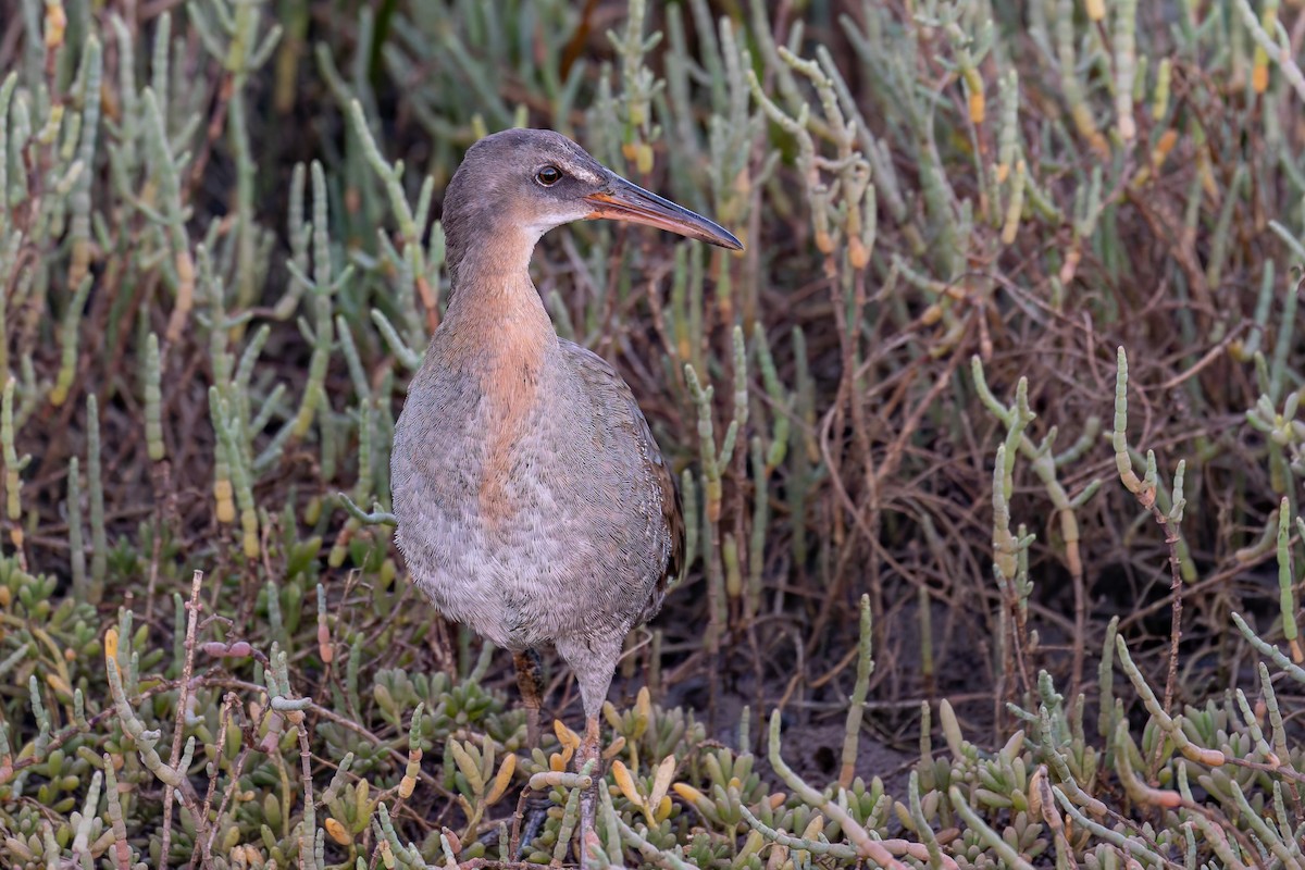 ニシオニクイナ（levipes） - ML644195732