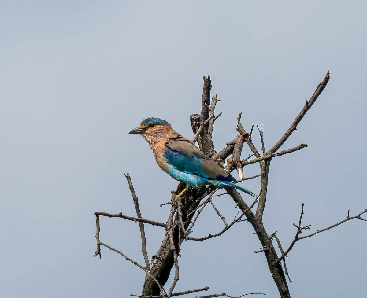 Indian Roller - ML644195754