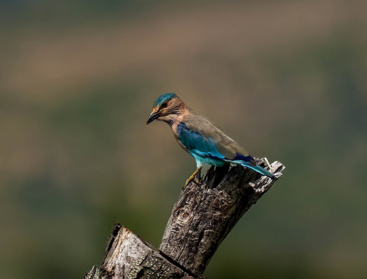 Indian Roller - ML644195755