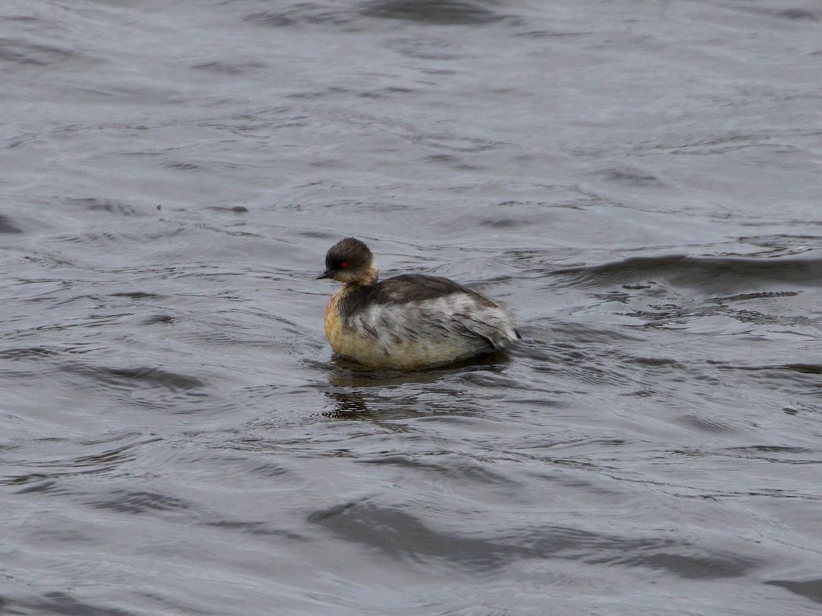 Silvery Grebe - ML644195764