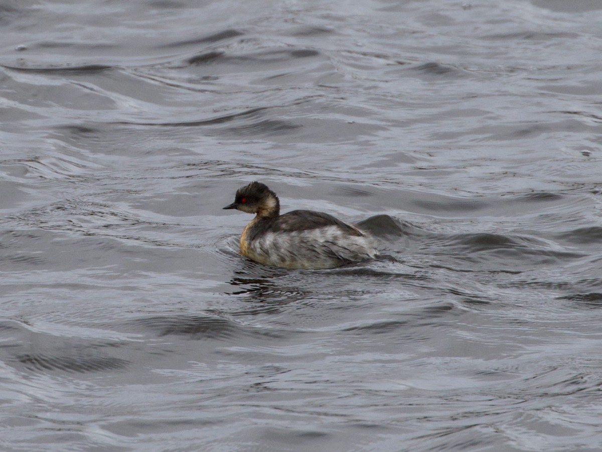 Silvery Grebe - ML644195765