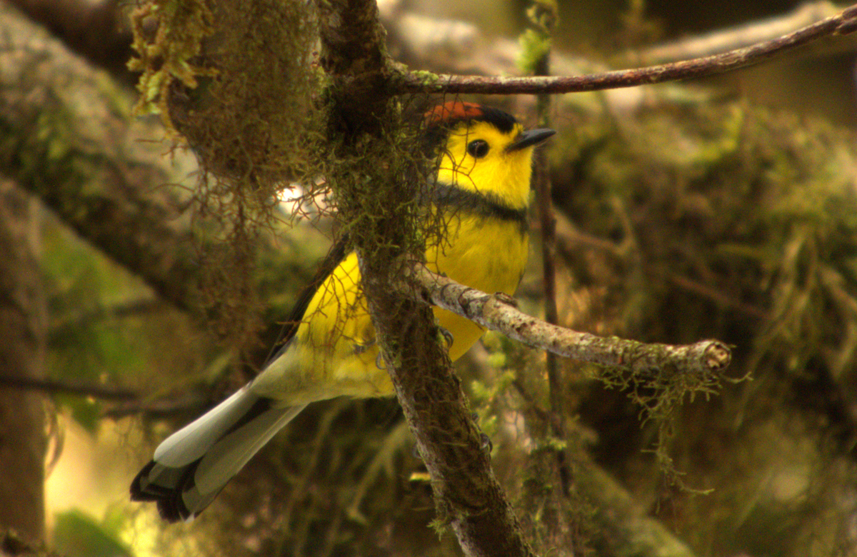 Collared Redstart - ML644195817