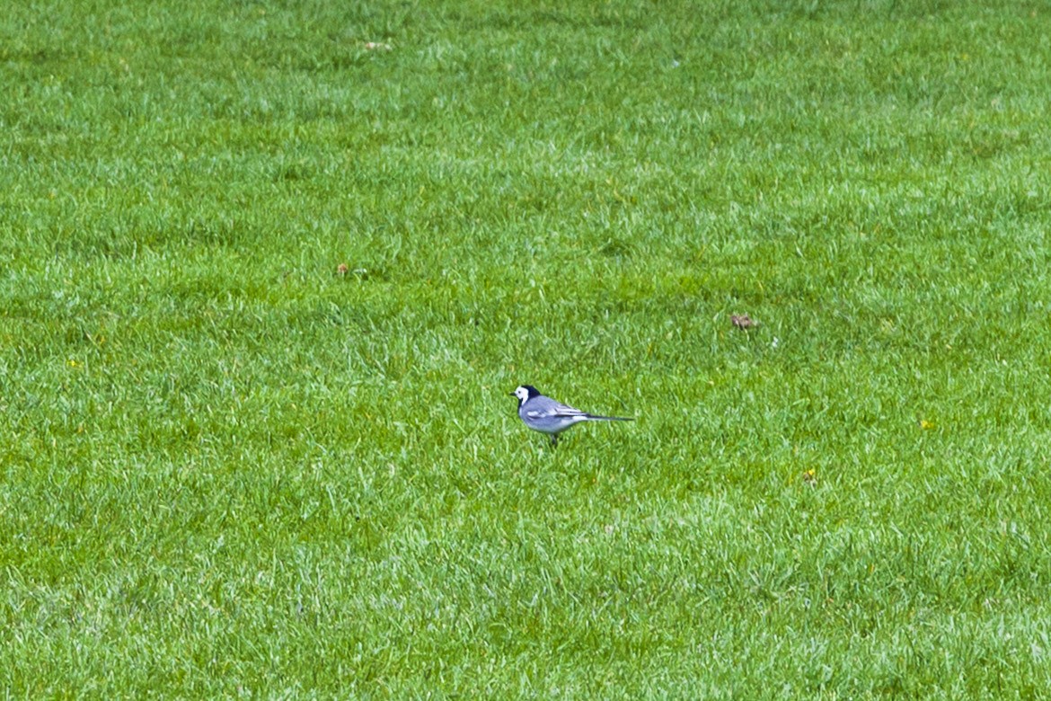 Хөх цэгцгий - ML644195827