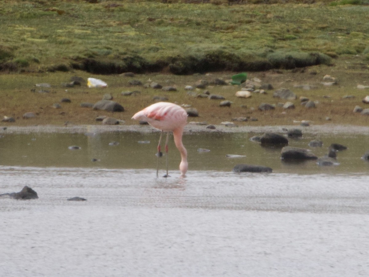 Chilean Flamingo - ML644195832
