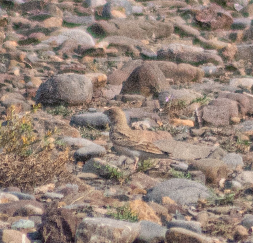 Hume's Lark - ML644195834