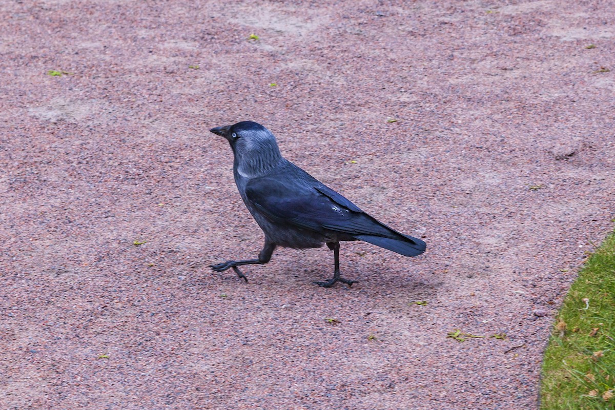 Харлаг хэрээ - ML644195835