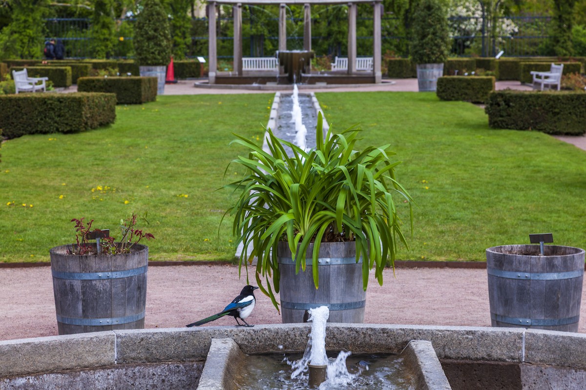 Алаг шаазгай - ML644195839