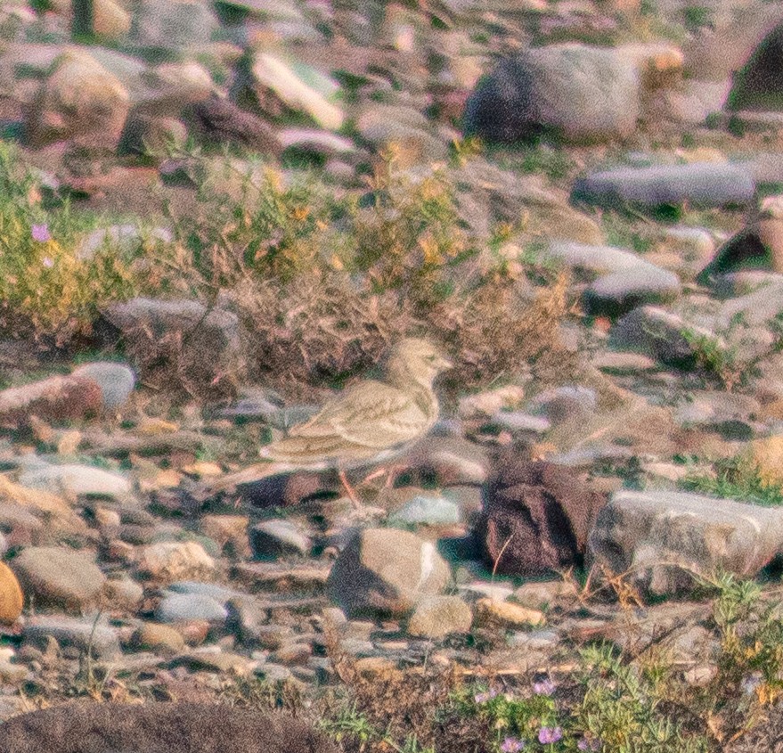 Hume's Lark - ML644195842